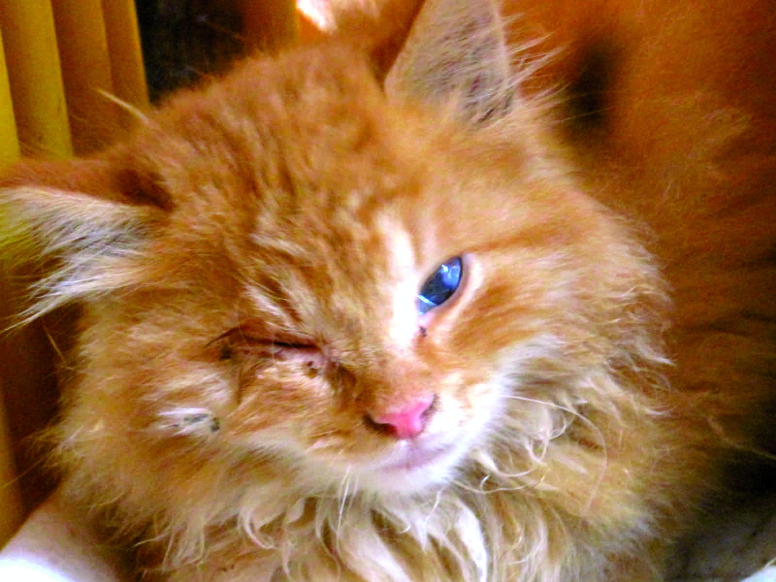 Acheter doxycycline chat