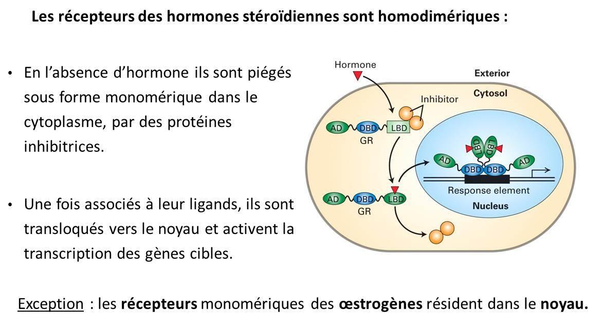 Tamoxifen france acheter