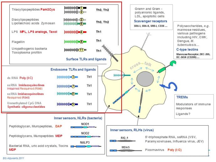 Imiquimod En Ligne