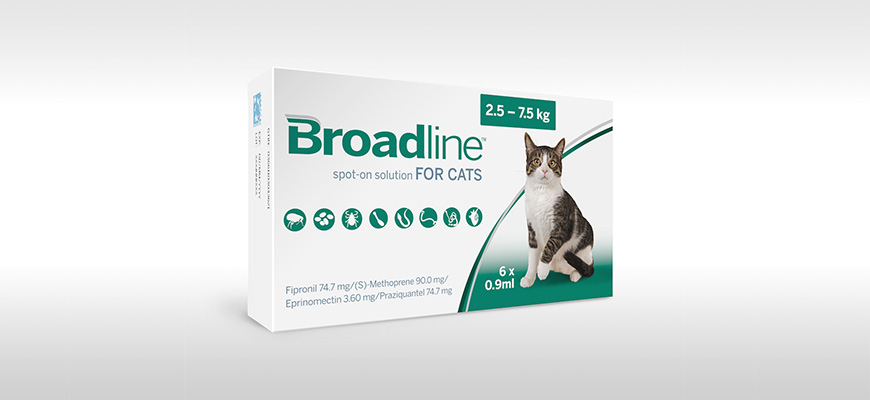 achat amoxicilline chat