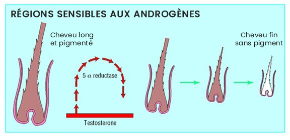 Propecia generique effet secondaire