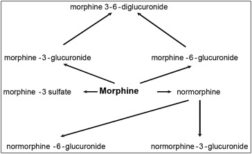Coût du tapentadol