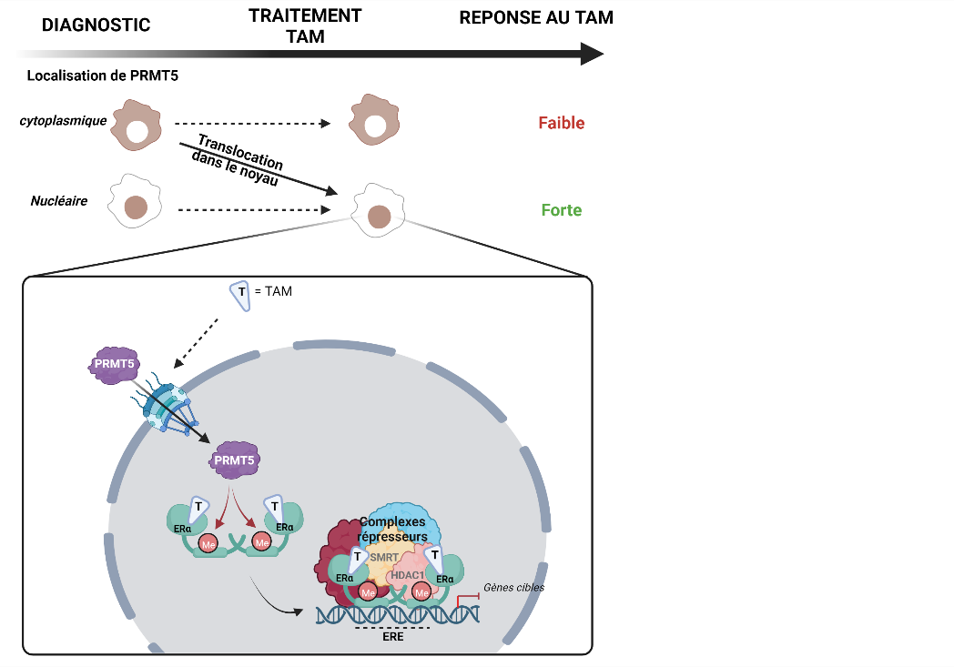 Acheter du tamoxifène en ligne