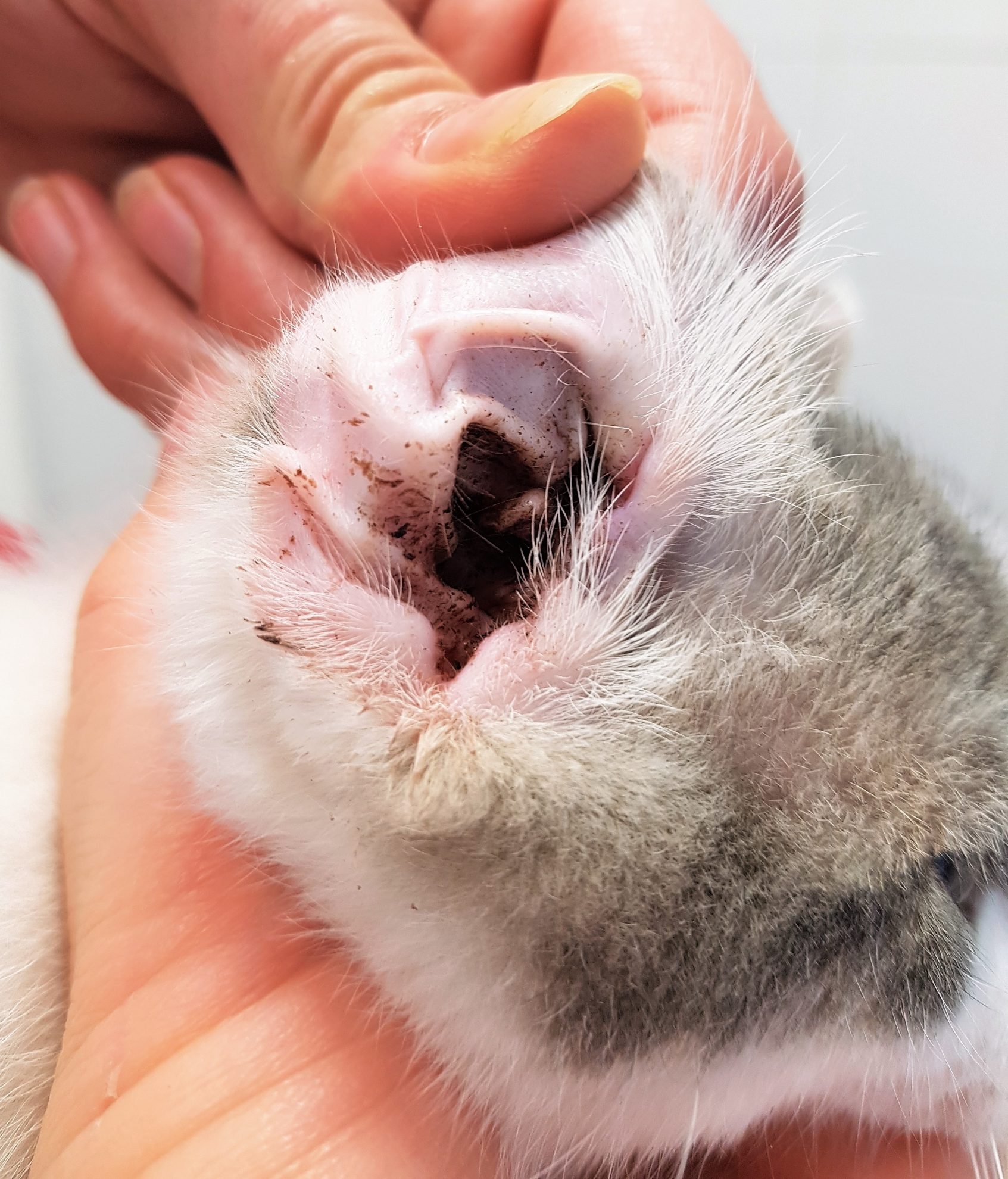 Doxycycline pour chat prix