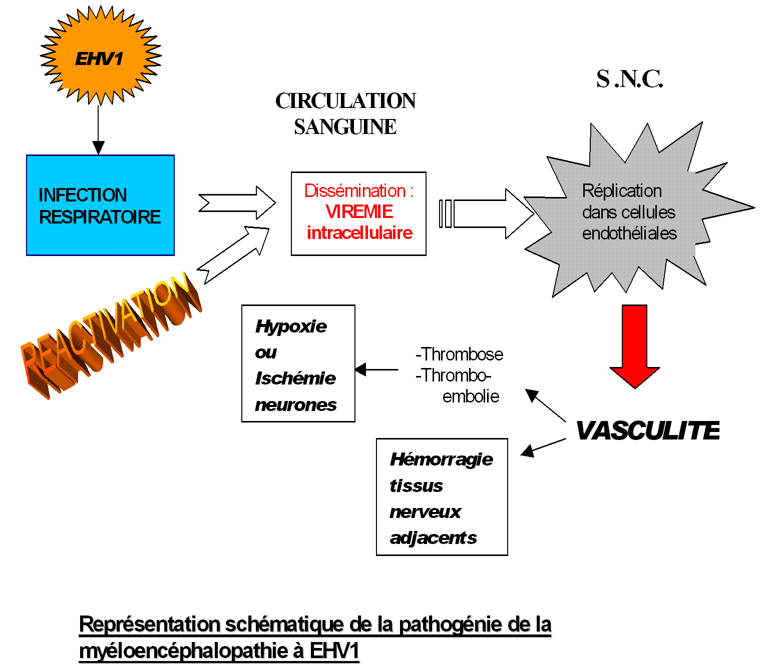 Laciclovir prix