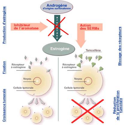 Tamoxifène en ligne