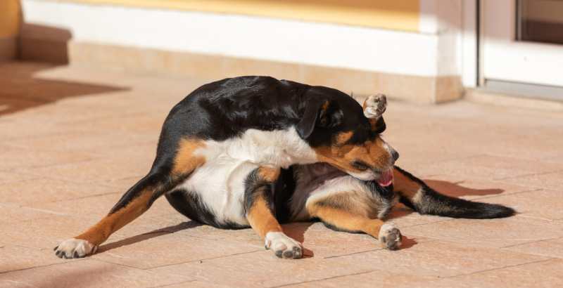 Valium Chien Prix