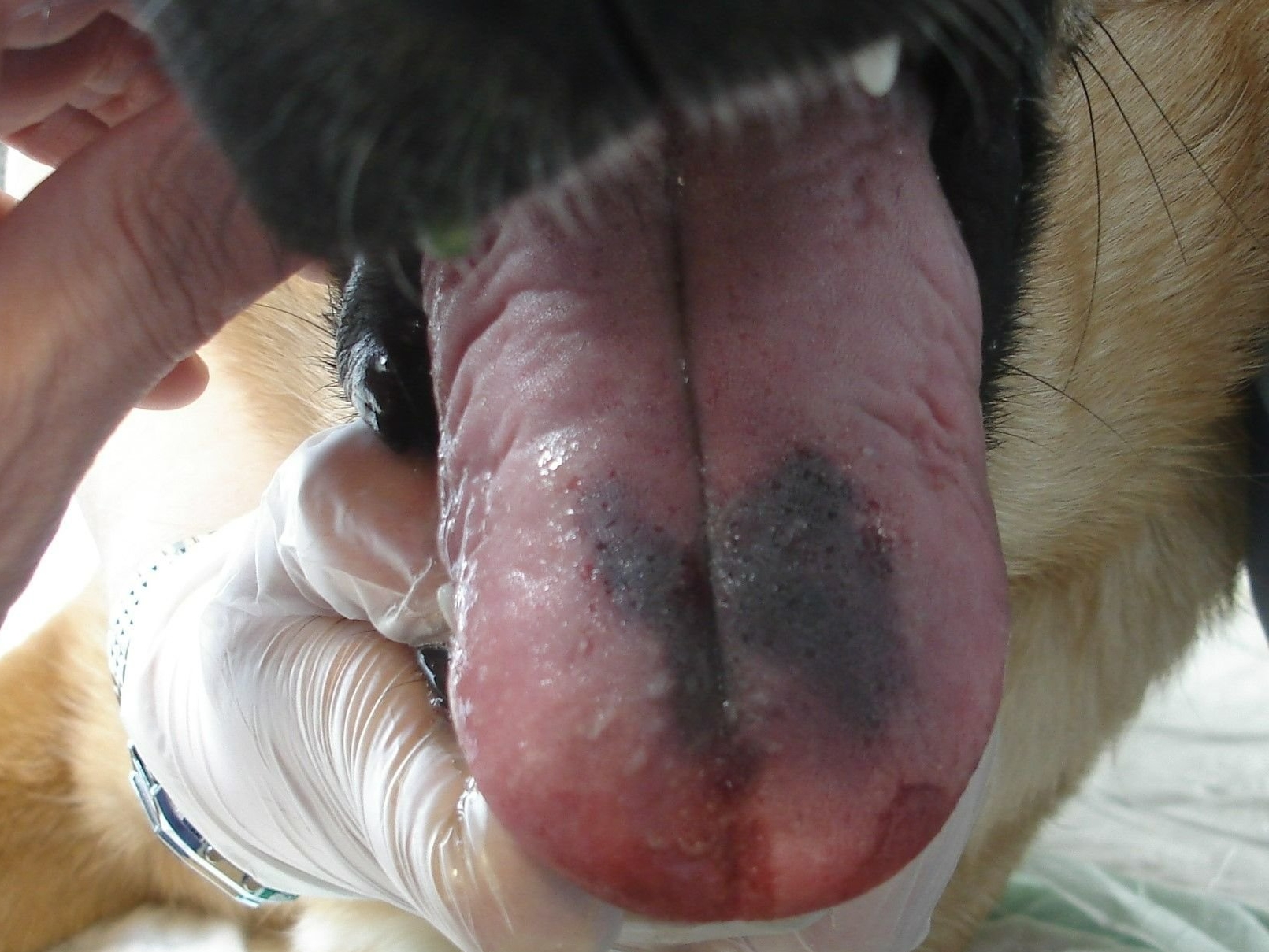 Valium chien prix